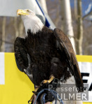 Seeadler; Amerikanisches Wappentier