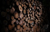 Schmuckbild, Stammholz