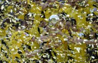 Fussball Bundesliga 14/15 Supercup Finale: Borussia Dortmund - FC Bayern Muenchen