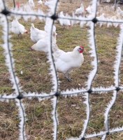 Wetterbild: Huehner auf der Weide