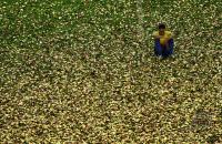 Fussball International  5. FIFA Frauen Weltmeisterschaft 2007 in ChinaDeutschland - BrasilienGermany vs. Brazil