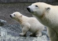 Eisbaerbaby  Wilbaer