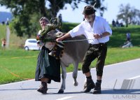 Almabtrieb - Viehscheid in Maierhoefen (Kreis Lindau) im Allgaeu
