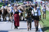 Almabtrieb - Viehscheid in Maierhoefen (Kreis Lindau) im Allgaeu