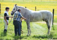 Reiten Horb-Nordstetten Turnier Mai 2012