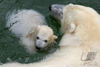 Eisbaerbaby  Wilbaer