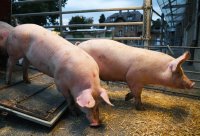 Anlieferung von Schweine zur Schlachtung im Rottenburger Schlachthof (Kreis Tuebingen)