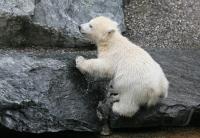 Eisbaerbaby  Wilbaer