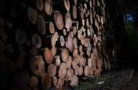 Schmuckbild, Stammholz