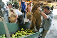 Obstannahme in Weilheim
