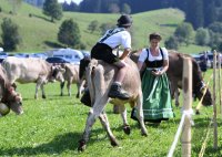 Almabtrieb - Viehscheid in Maierhoefen (Kreis Lindau) im Allgaeu