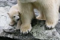 Eisbaerbaby  Wilbaer