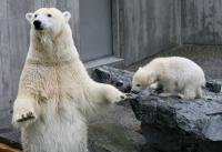 Eisbaerbaby  Wilbaer