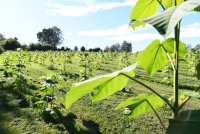 Holzwirtschaft - Blauglockenbaum - Klimaschutz