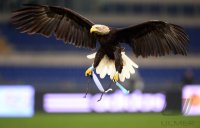 Fussball: Europa League Saison 2012/2013:  Der Adler , das Maskottchen von Lazio