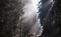 Wetterbild / Schmuckbild: Sonnenstrahlen im Wald