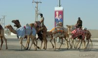 Kamelrennen Katar / FUSSBALL International Ausrichter der FIFA WM 2022: KATAR