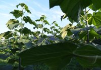 Holzwirtschaft - Blauglockenbaum - Klimaschutz