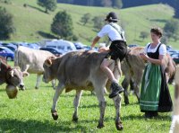Almabtrieb - Viehscheid in Maierhoefen (Kreis Lindau) im Allgaeu