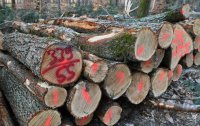 Holzversteigerung Brennholz