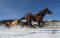Pferdesport:  White Turf  St. Moritz 2011   Skijoering