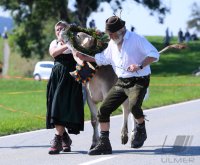 Almabtrieb - Viehscheid in Maierhoefen (Kreis Lindau) im Allgaeu