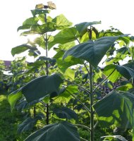 Holzwirtschaft - Blauglockenbaum - Klimaschutz