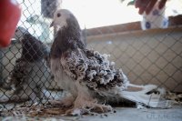 Tierschau Kleintierzuechterverein Rottenburg