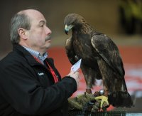 Fussball 1. Bundesliga  Saison 2010/2011:  Eintracht Wappentier Steinadler Attila