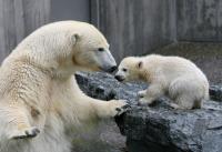 Eisbaerbaby  Wilbaer