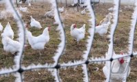 Wetterbild: Huehner auf der Weide