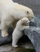 Eisbaerbaby  Wilbaer