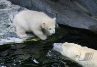 Eisbaerbaby  Wilbaer