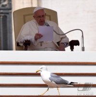 Rom Generalaudienz;  Papst Franziskus I.