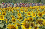 RAD  Tour de France 2003 7. Etappe Feature; Fahrer mit Sonnenblumenfeld