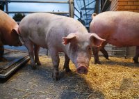 Anlieferung von Schweine zur Schlachtung im Rottenburger Schlachthof (Kreis Tuebingen)