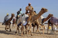 Kamelrennen Doha / Katar