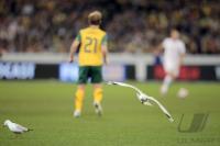 FUSSBALL, INTERNATIONAL, FRIENDLY MATCH, AUSTRALIA - NEW ZEALAND