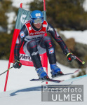 SKI   Weltcup  Wengen Lauberhornabfahrt  Herren   Walchhofer (AUT)