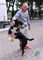 REITEN Olympische Spiele Rio 2016: Olympiasieger Michael Jung (Deutschland)