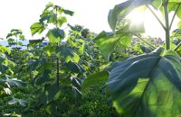 Holzwirtschaft - Blauglockenbaum - Klimaschutz