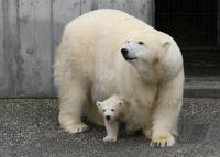 Eisbaerbaby  Wilbaer mit Mutter  Corinna