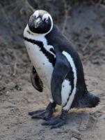 LAND UND LEUTE  FUSSBALL WM 2010