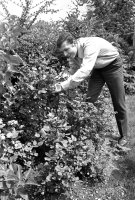 Fussball 1. Bundesliga Saison 1968/1969: Beckenbauer beim Gartenarbeiten.