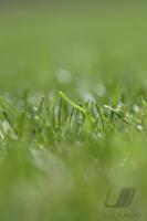 Fussball 1. Bundesliga:Borussia Mnchengladbach - Engergie Cottbus