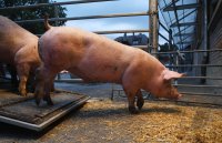 Anlieferung von Schweine zur Schlachtung im Rottenburger Schlachthof (Kreis Tuebingen)