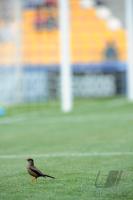 Fussball Frauen FIFA U 20  WM  2008      Vorrunde 