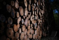 Schmuckbild, Stammholz