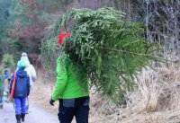 Weihnachtsbaeume selber schlagen im Ofterdinger Gemeindewald