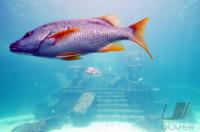 Fussball 59. FIFA Kongress 2009